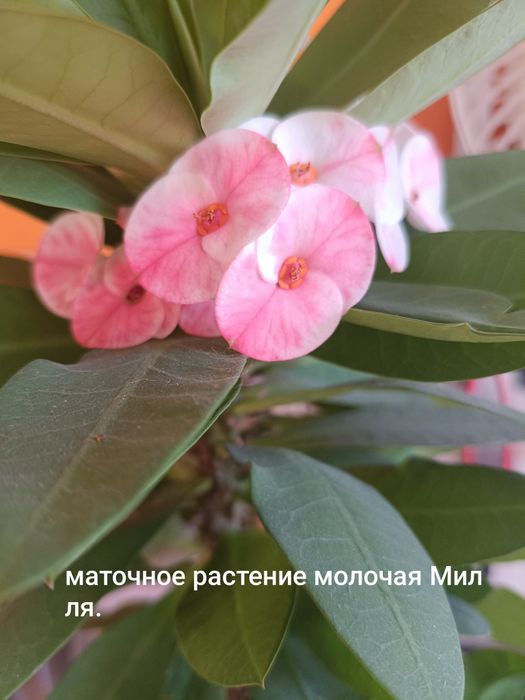 Отростки растений!