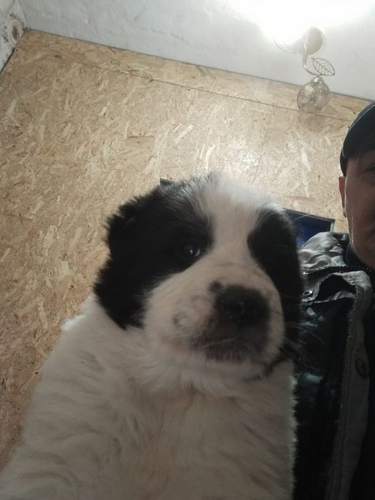 Продам щенка Алабая