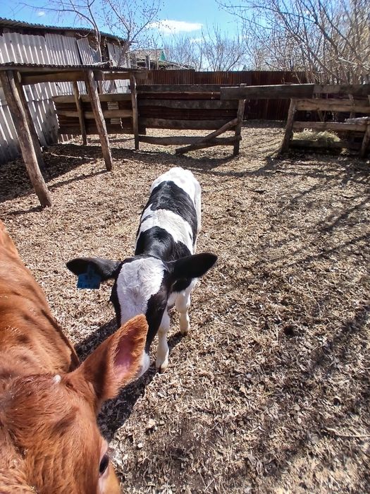 Продаётся телята