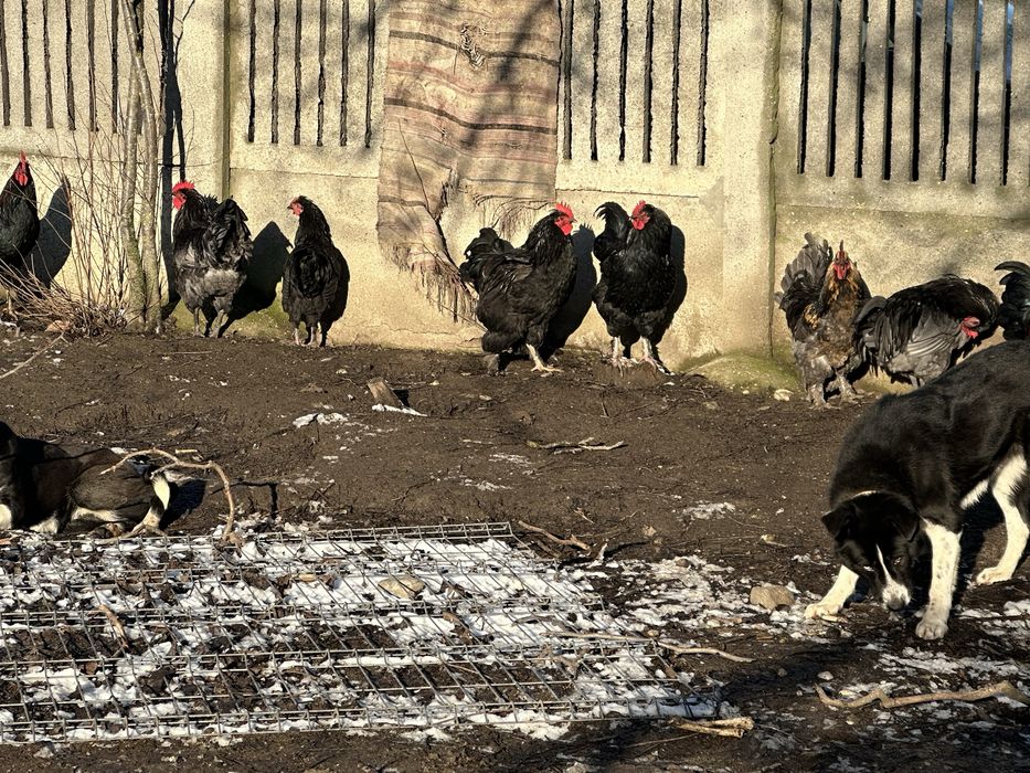 Gâşte rațe găini cocosi curci
