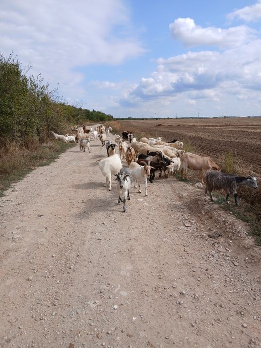 Vand capre si oi