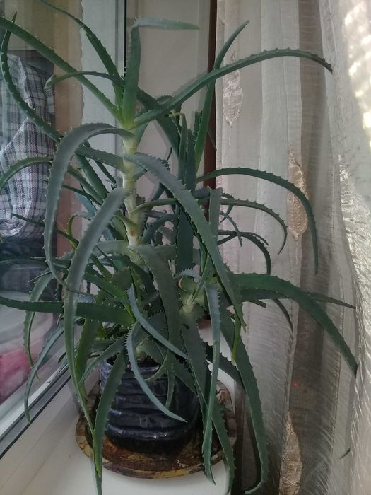 Алой       лечебный