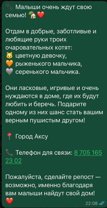Пристраиваются котята