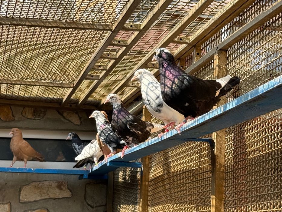 Гълаби неврени и лимонки