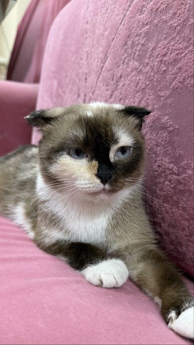 Кошка в добрые руки