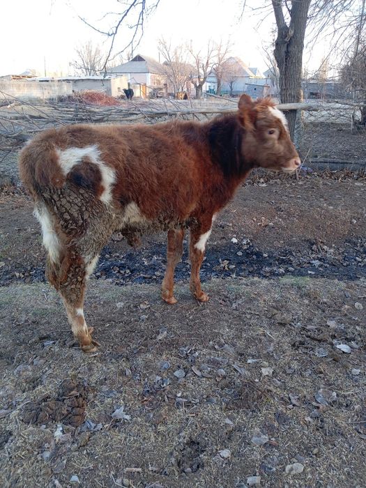 Өгізшелер сатылады