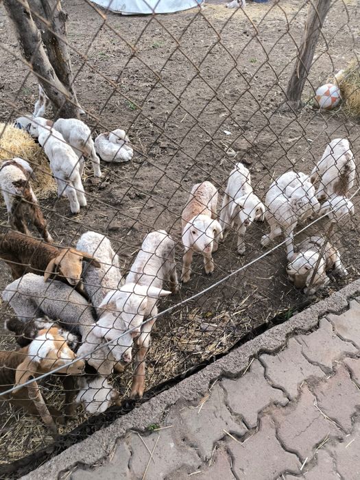 продам Ягнят / Қозы