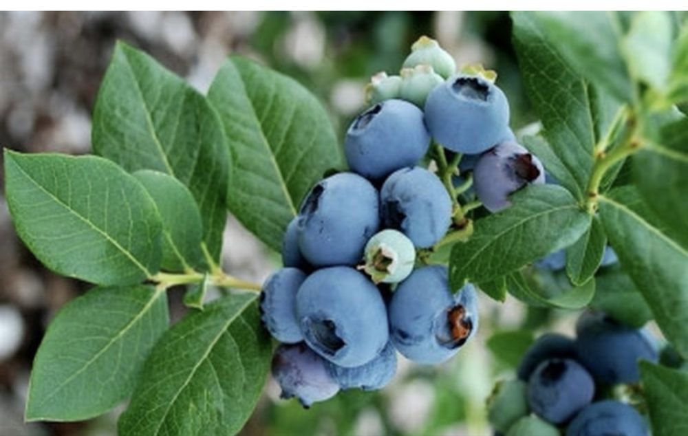 Голубика сорта тристо тысяч сумм , также плодовые деревья !