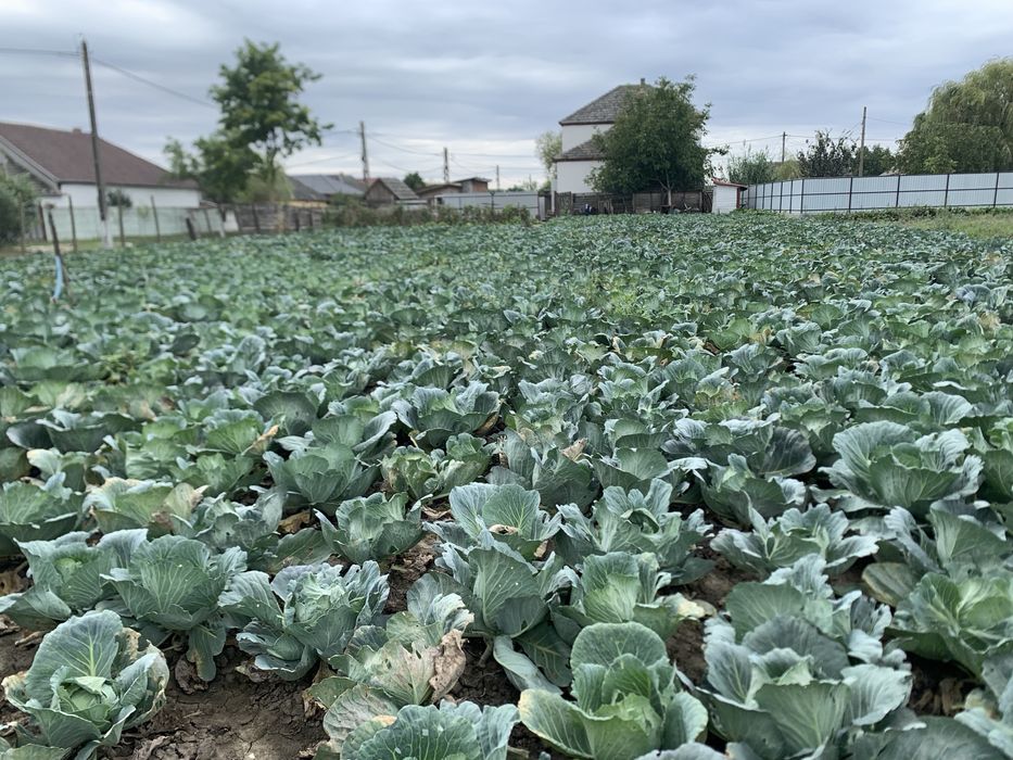 Vand varza Beverly Hills