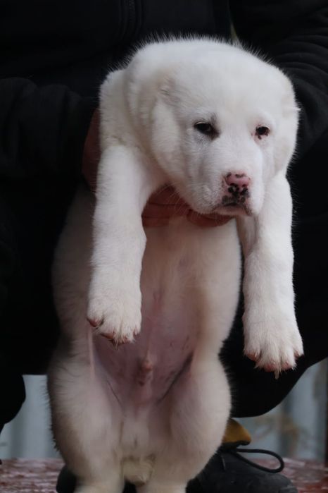 Щенки САО Алабая