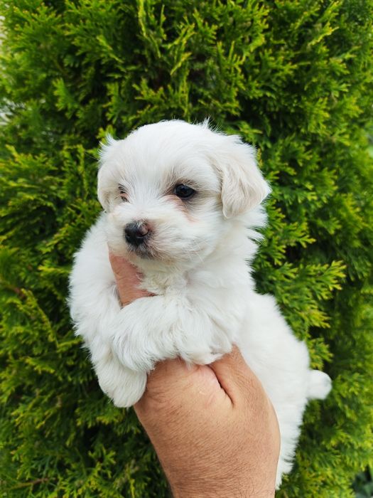 Băiețel bichon maltez mini toy alb