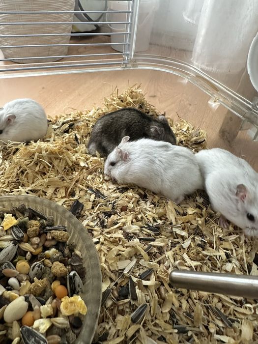 Hamsteri pitici foarte drăgălași