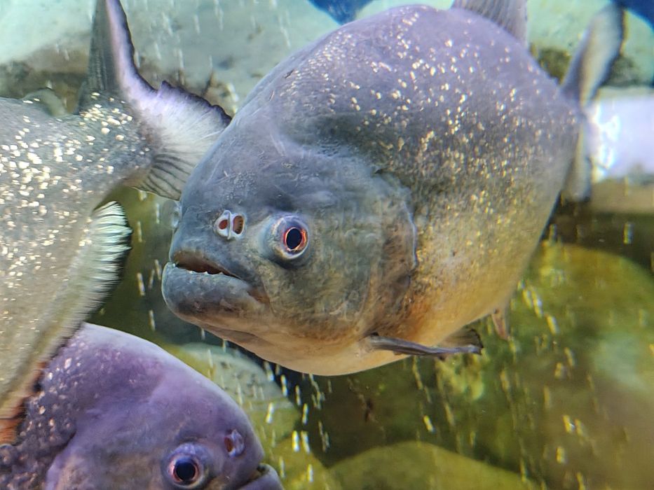 Червена пираня 25см.