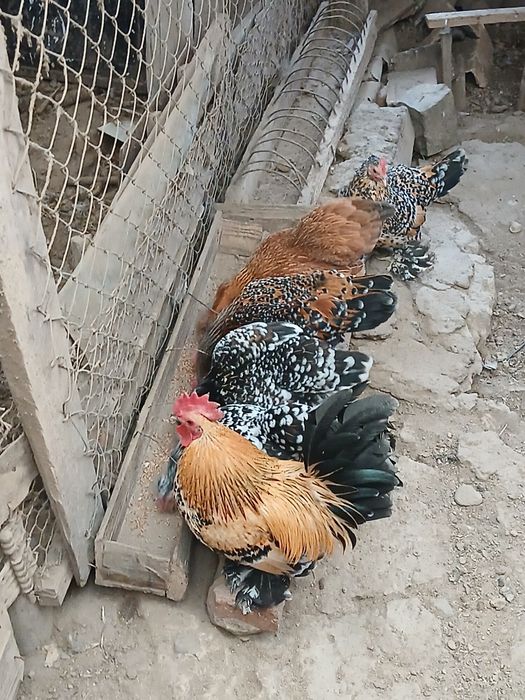 Gaini. ..Gaini..