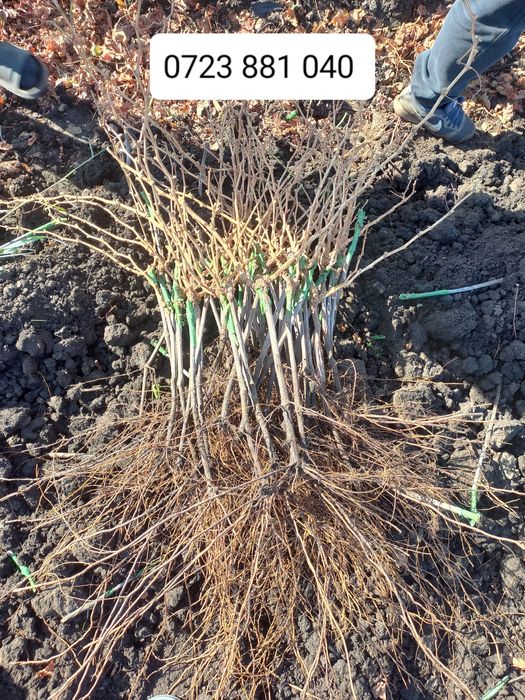 Butasi vita de vie anul 2 și anul 3