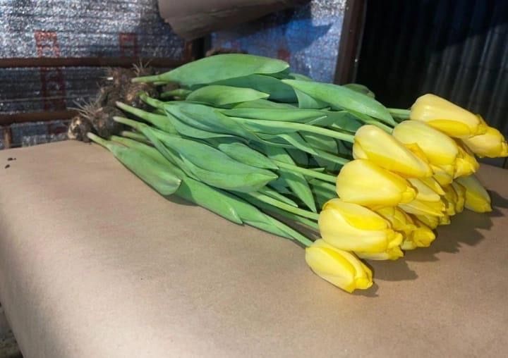 Цветы тюльпаны актау