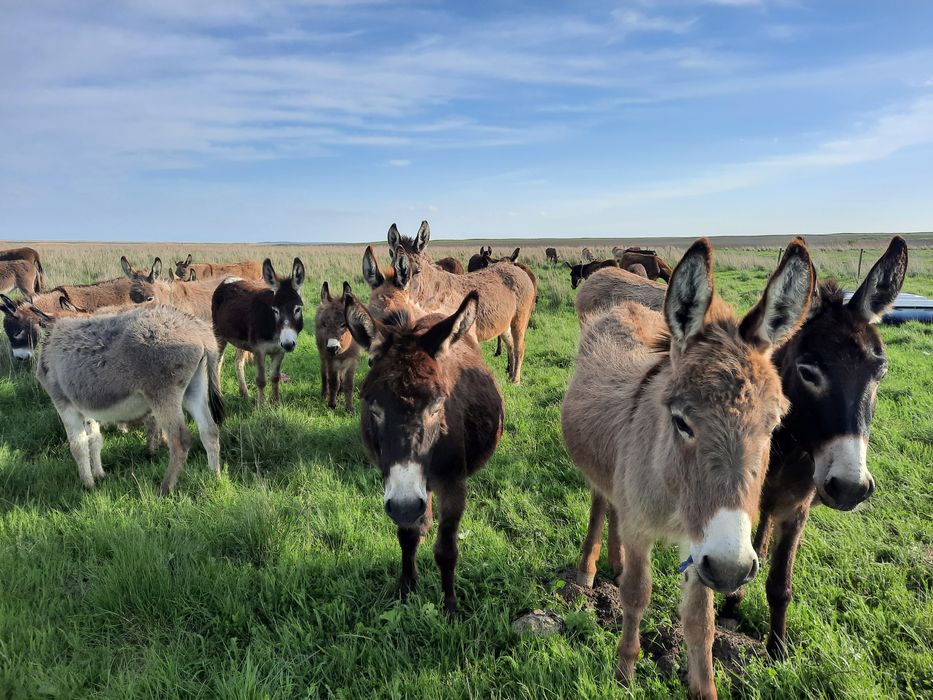 Lapte de măgăriță