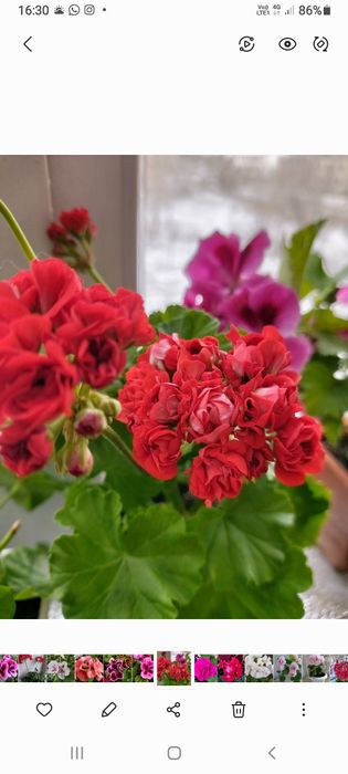 Продам укорененные черенки пеларгонии