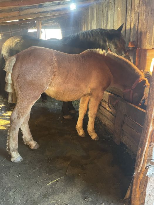 Manză blonda de vanzare