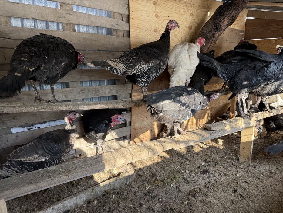 И индюк сатылады