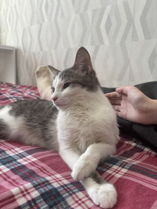Кошечка ищет семью, девочка