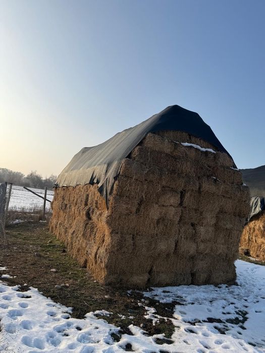 Люцерна сено 2-3 укос