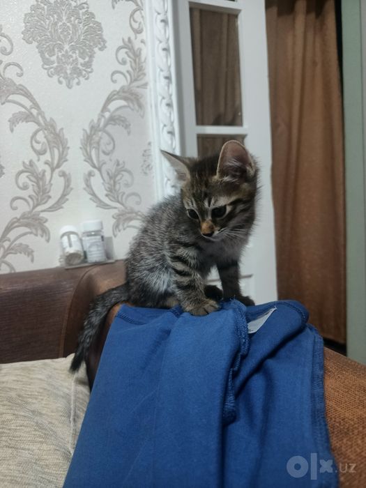 Отдам котенка хорошие руки