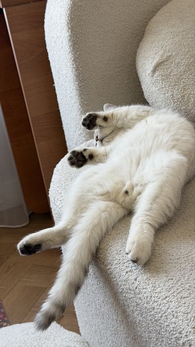 Котенок британская шиншилла