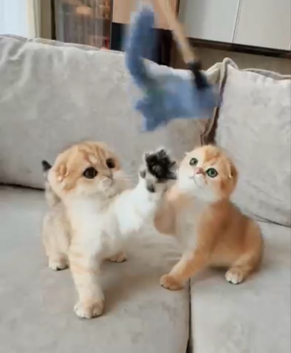 Шотландские котята с документами