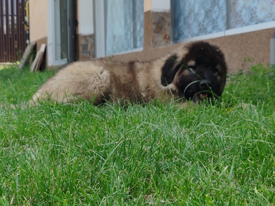 Cățel ciobănesc caucazian cu pedigree