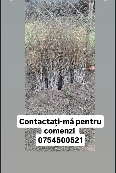 Puieți de salcâm la 3️⃣0️⃣ BANI[salcâm si nu numai]