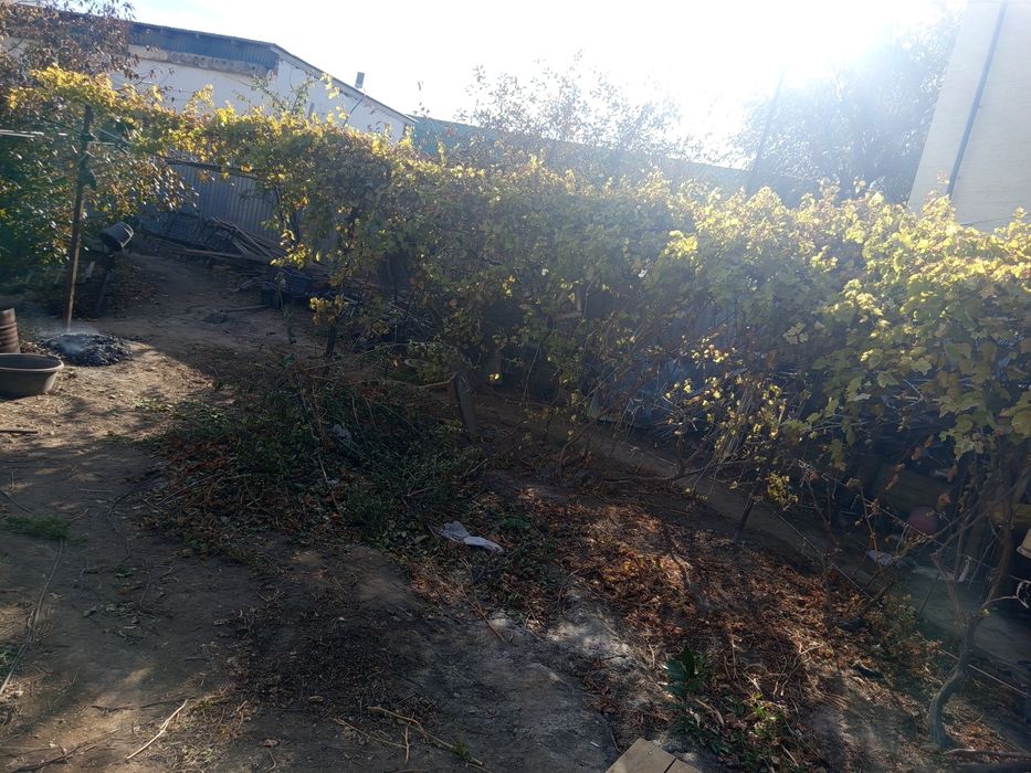 Обрезка винограда осенью