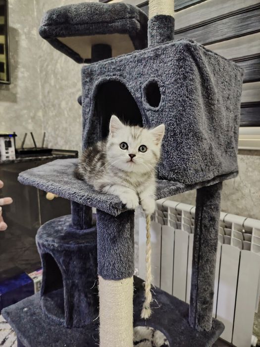 Скотиш Фолд и Страйт