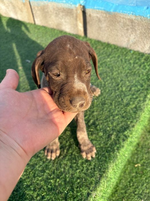 Курдскар күшіктері сатылады