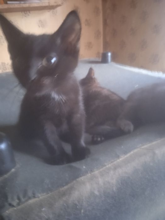 Отдам котяток в добрые руки