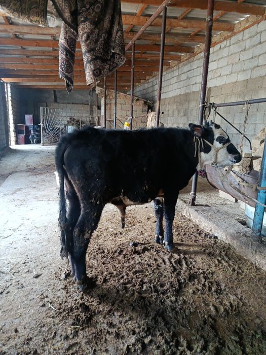 Еркек буқа сатылады