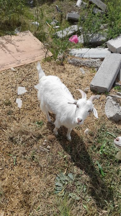 Сатам ешкі пародасы заинский лағымен