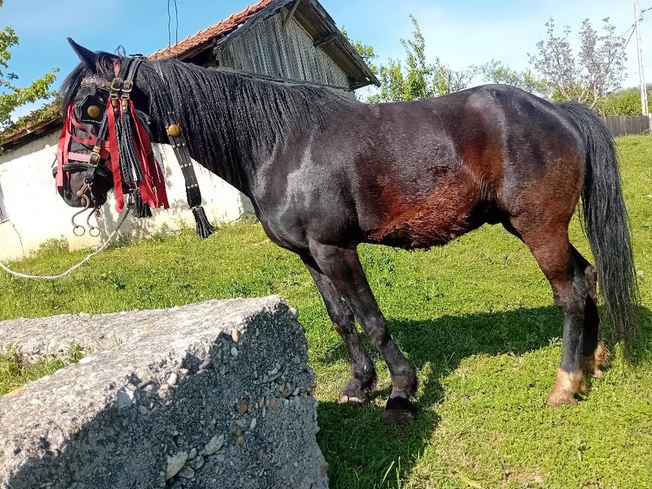 Vand cal foarte cumine