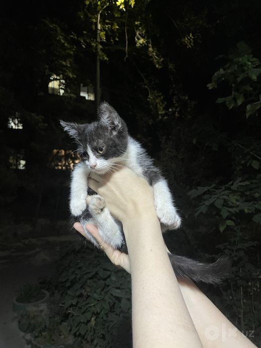 Ласковые  котята