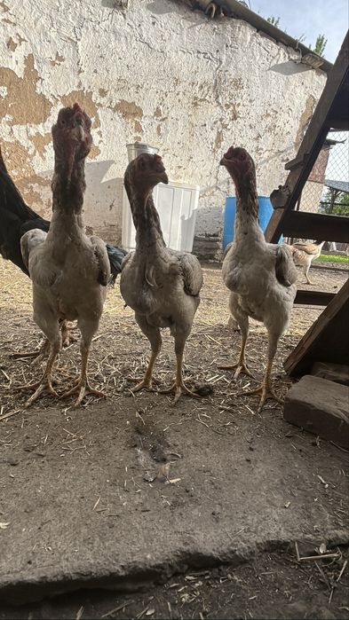 Продам яйцо Дакана