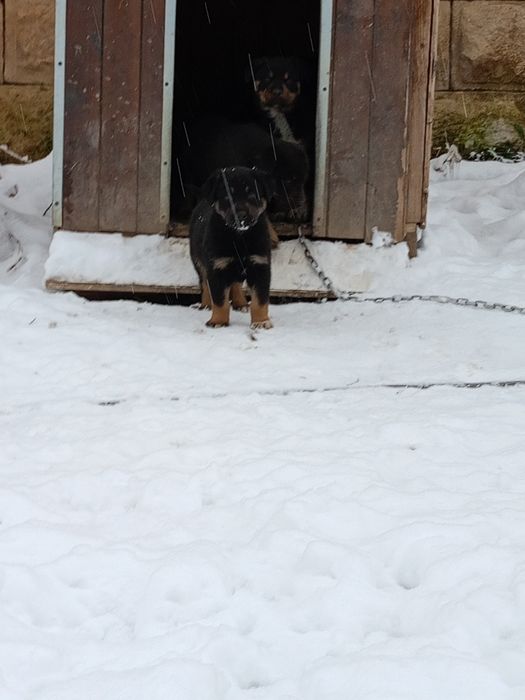 Продавам ротвайлерчета .