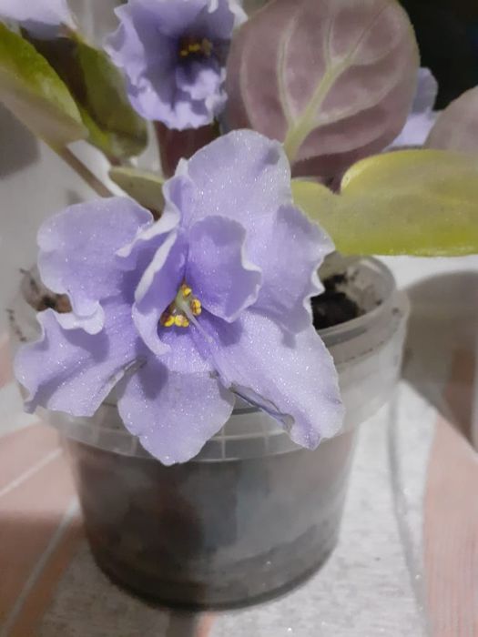 Продам сортовые фиалки