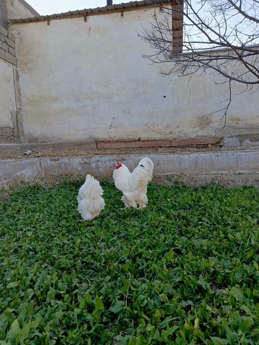 Брама ва ухайли товуклари сотувда