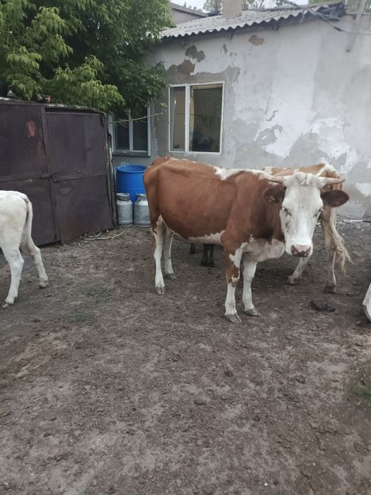 Продам коровы перво тёлки с телёнками