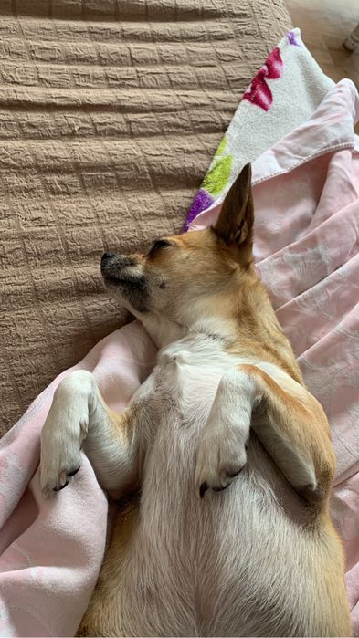 мопед Honda Giorno