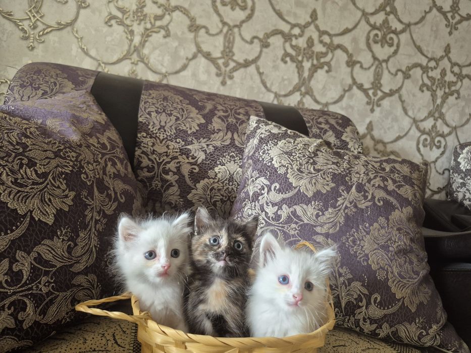Котята 3 месяца отдам в хорошие руки ,к лотку приучены кушают всё .