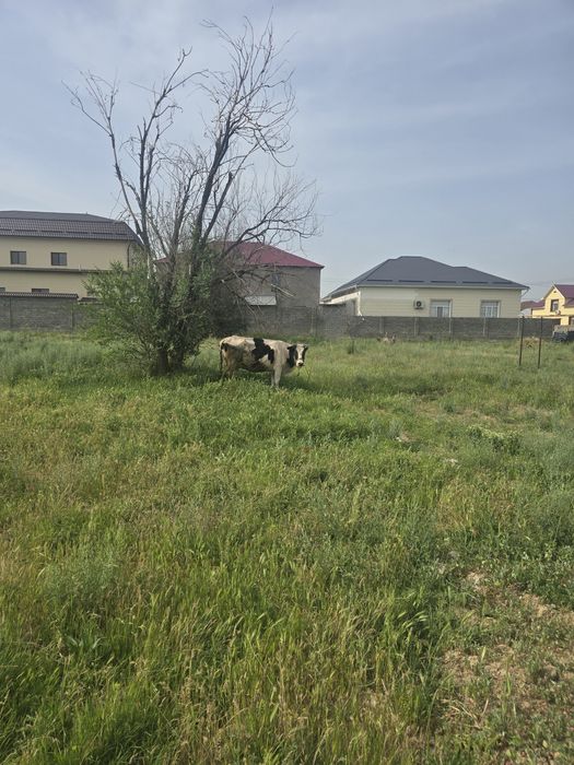 Коровы дойные, домашные. 3 бас сиыр бар