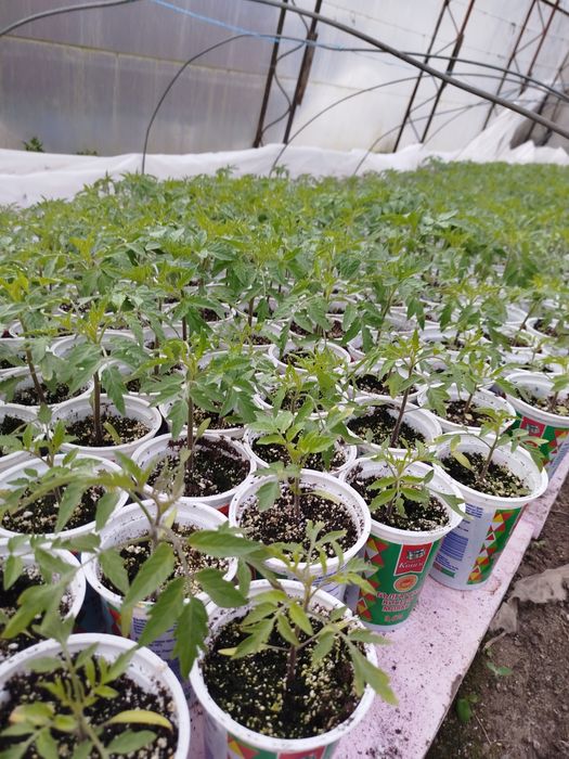 Продавам разсад домати и краставици