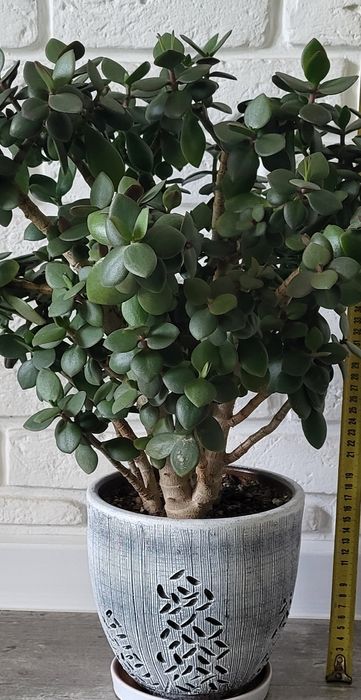 Денежное дерево - Толстянка