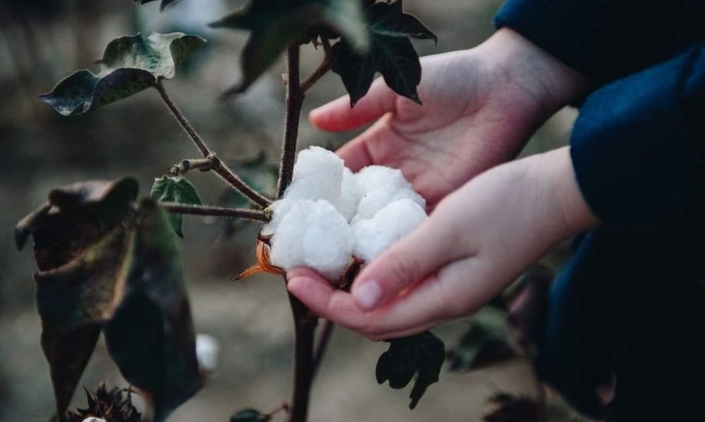 Семена за  памук